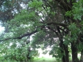 DSC03515