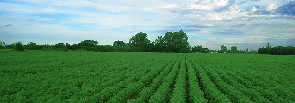 Alquiler y Venta de Campos