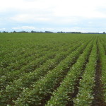 42Ha. Circ. VI, San Pedro